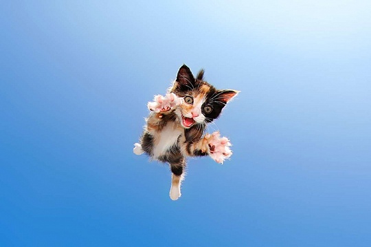 Кошка прыгает на лицо и кусается! Кошка прыгает на лицо и кусается!