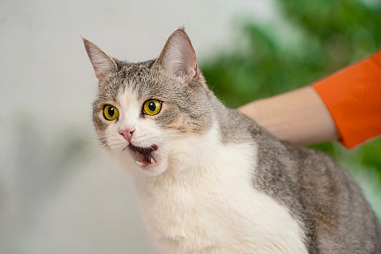 Всем ли кошкам нужны лакомства и какие они бывают Всем ли кошкам нужны лакомства и какие они бывают