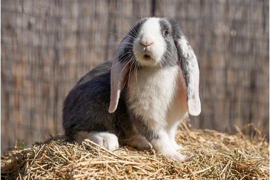 Кролик вислоухий баран: своенравный малыш Кролик вислоухий баран: своенравный малыш