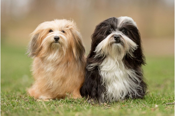 Гаванский бишон (хаванез)