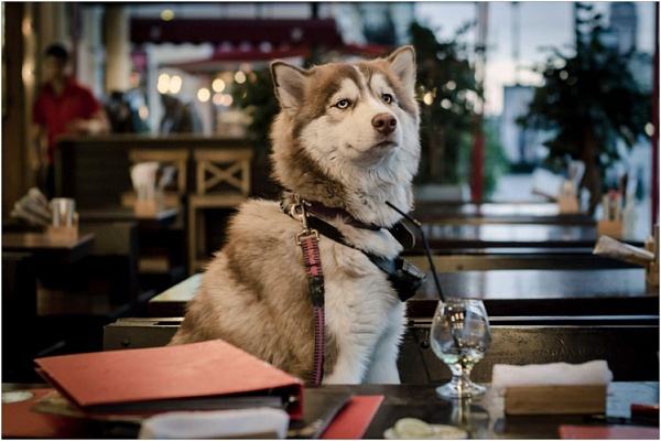 Кафе и рестораны, где рады питомцам: dog-friendly гид по Москве