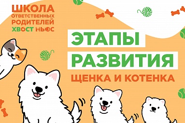 Этапы развития щенка и котенка Этапы развития щенка и котенка