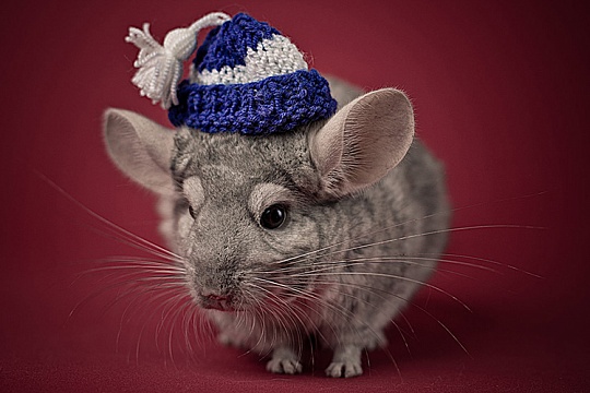 Простуда у шиншилл Простуда у шиншилл