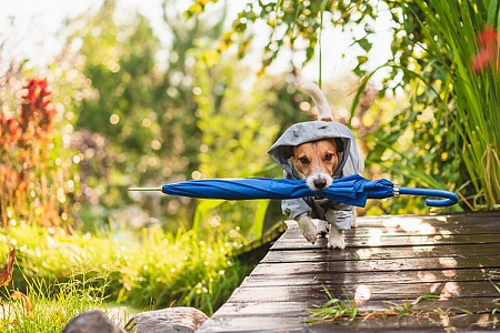 Чем осень опасна для собаки?