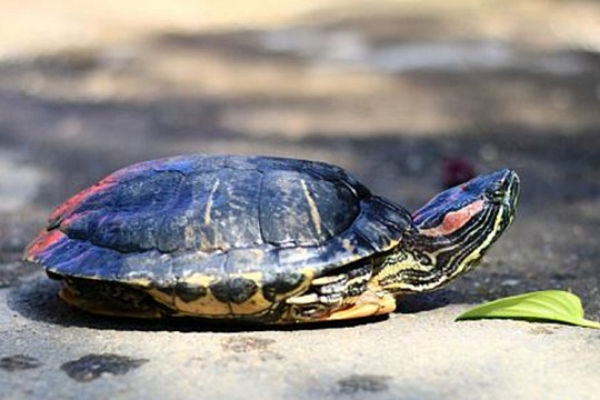 Ленинградский зоопарк призывает горожан не бросать красноухих черепах