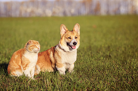 kakie cveta vidyat sobaki