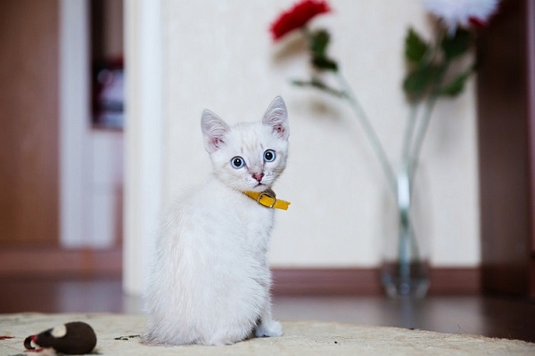 Нужны ли котятам аксессуары: шлейка, ошейник, адресник?