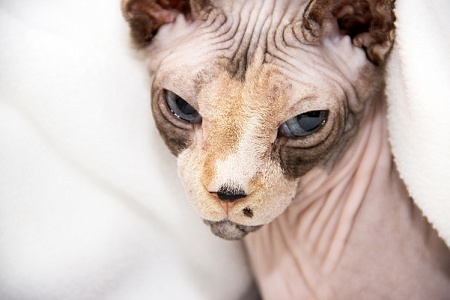 Обижаются ли кошки?