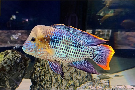 Бирюзовая акара