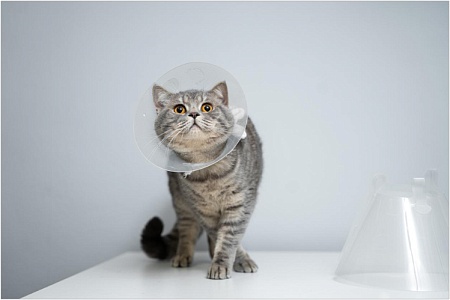 Уход за кошкой после операции: универсальный гайд