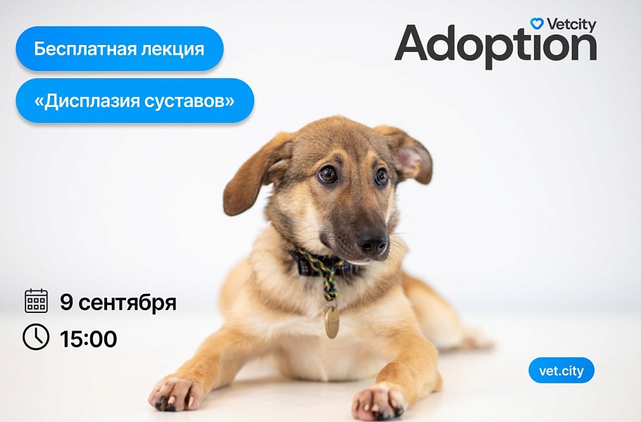 Открытая лекция «Дисплазия тазобедренных суставов» Открытая лекция «Дисплазия тазобедренных суставов»