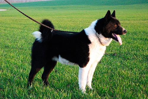 Карельская медвежья