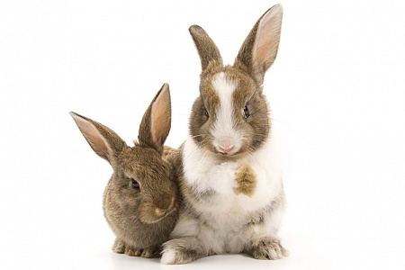 Два кролика в одной клетке: за и против
