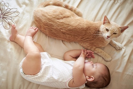 Кошки запоминают значения слов быстрее младенцев: исследование