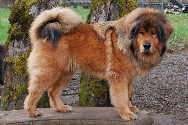 Тибетский мастиф