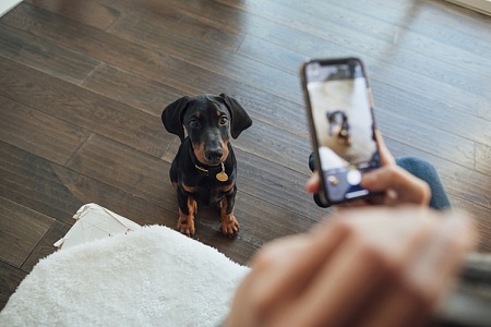 Суд запретил использовать фото питомцев без разрешения владельца