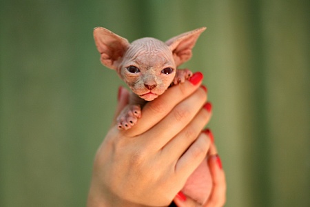 Уход за котенком сфинксом