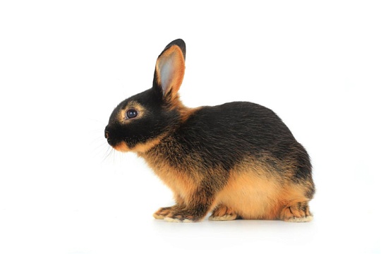 Кролик огневка: черно-рыжий непоседа