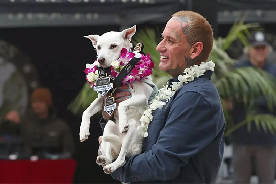 Собака в возрасте 14 лет стала мировой звездой серфинга Собака в возрасте 14 лет стала мировой звездой серфинга