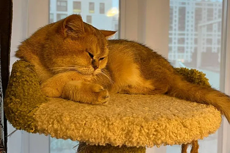 Объявленный в розыск кот Марти вернулся домой