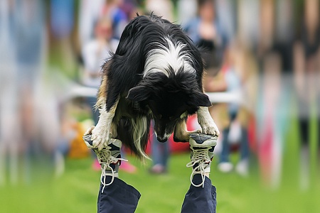 Собаки, поддающиеся дрессировке