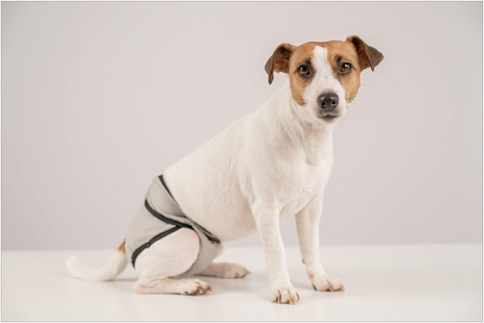 Течка у собак