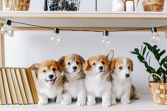 Щенок от 1,5 до 3 месяцев: какие этапы развития проходит?