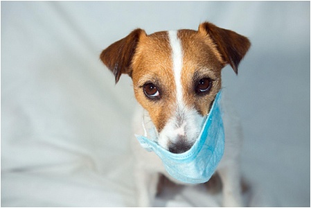 Самые частые болезни собак