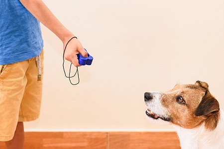 Как подружить собаку с кликером?