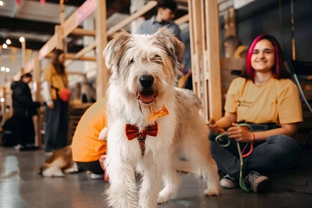 13-й благотворительный фестиваль WOOF прошел в Москве
