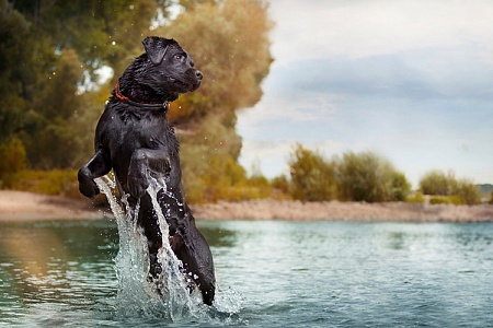 Как научить собаку плавать