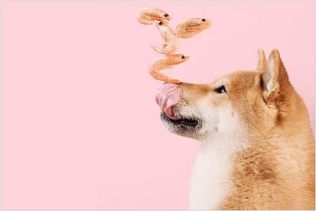 Можно ли давать собакам креветки