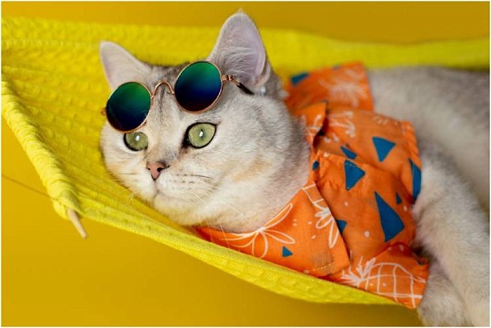 На вес золота. Топ-9 самых дорогих пород кошек На вес золота. Топ-9 самых дорогих пород кошек