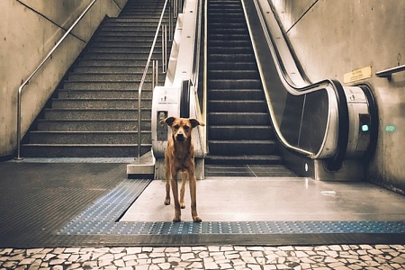 Так можно ли с собакой в метро?