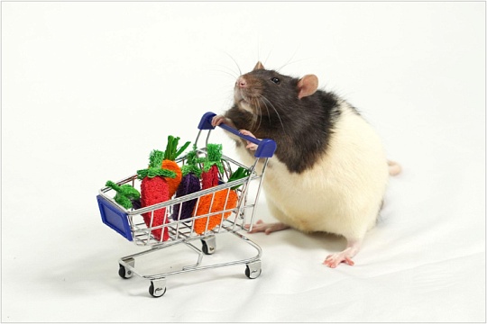 Игрушки для крыс: выбираем развлечение для маленьких друзей