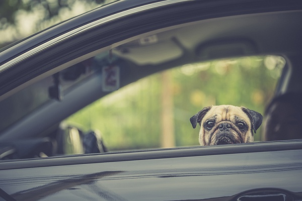 Что делать, если собака боится ездить в машине?