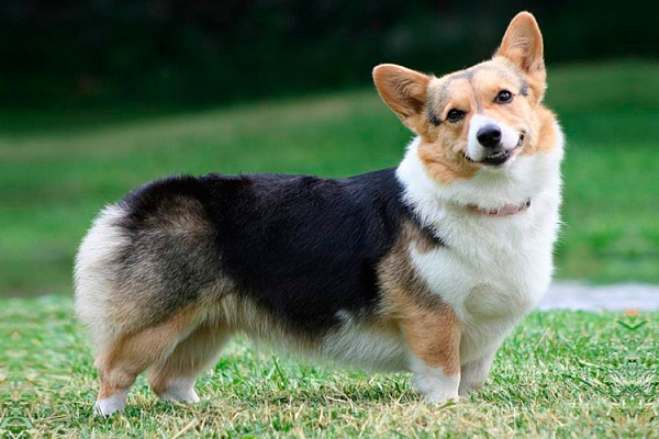 Вельш-корги