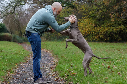 Четвероногий психолог: собака спасла семью от развода Четвероногий психолог: собака спасла семью от развода