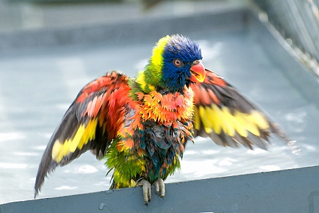 Попугай – вандал!