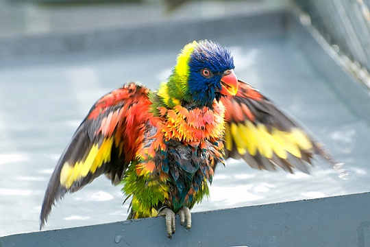 Попугай – вандал!