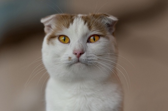 Аллергия на кошек: 3 мифа, в которые стыдно верить в 2023