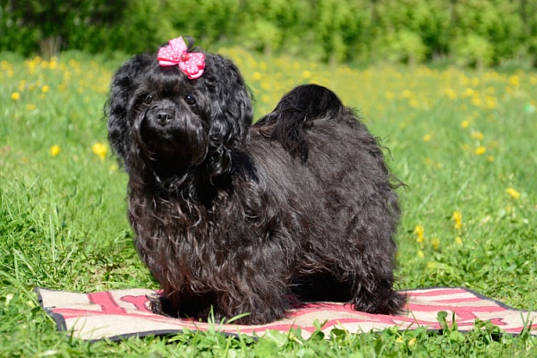 Русская цветная болонка