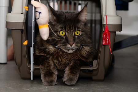 Пассажир поневоле: кошка совершила три перелета за сутки в багаже