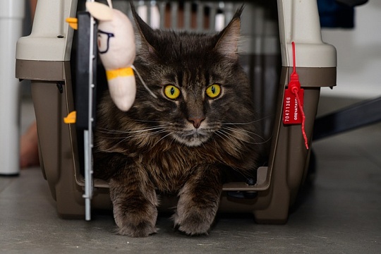 Пассажир поневоле: кошка совершила три перелета за сутки в багаже