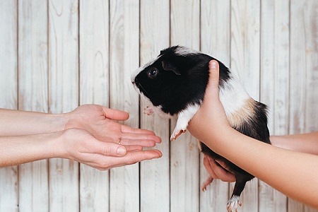 Интересные факты о морских свинках