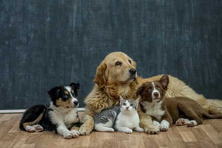 В Госдуме предложили регулировать количество питомцев в жилых помещениях