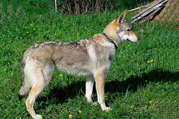 Чехословацкая волчья (влчак)