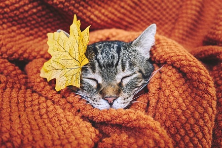 Более пятисот кошек из московских приютов обрели новые дома с начала года