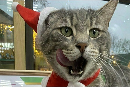 Уволенный из магазина в Зеленоградске кот Сергей «вышел на пенсию»