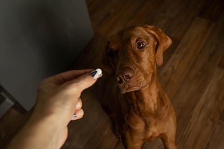 В США появился антивозрастной препарат для собак